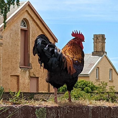 Woolmers Estate Longford Экстерьер фото