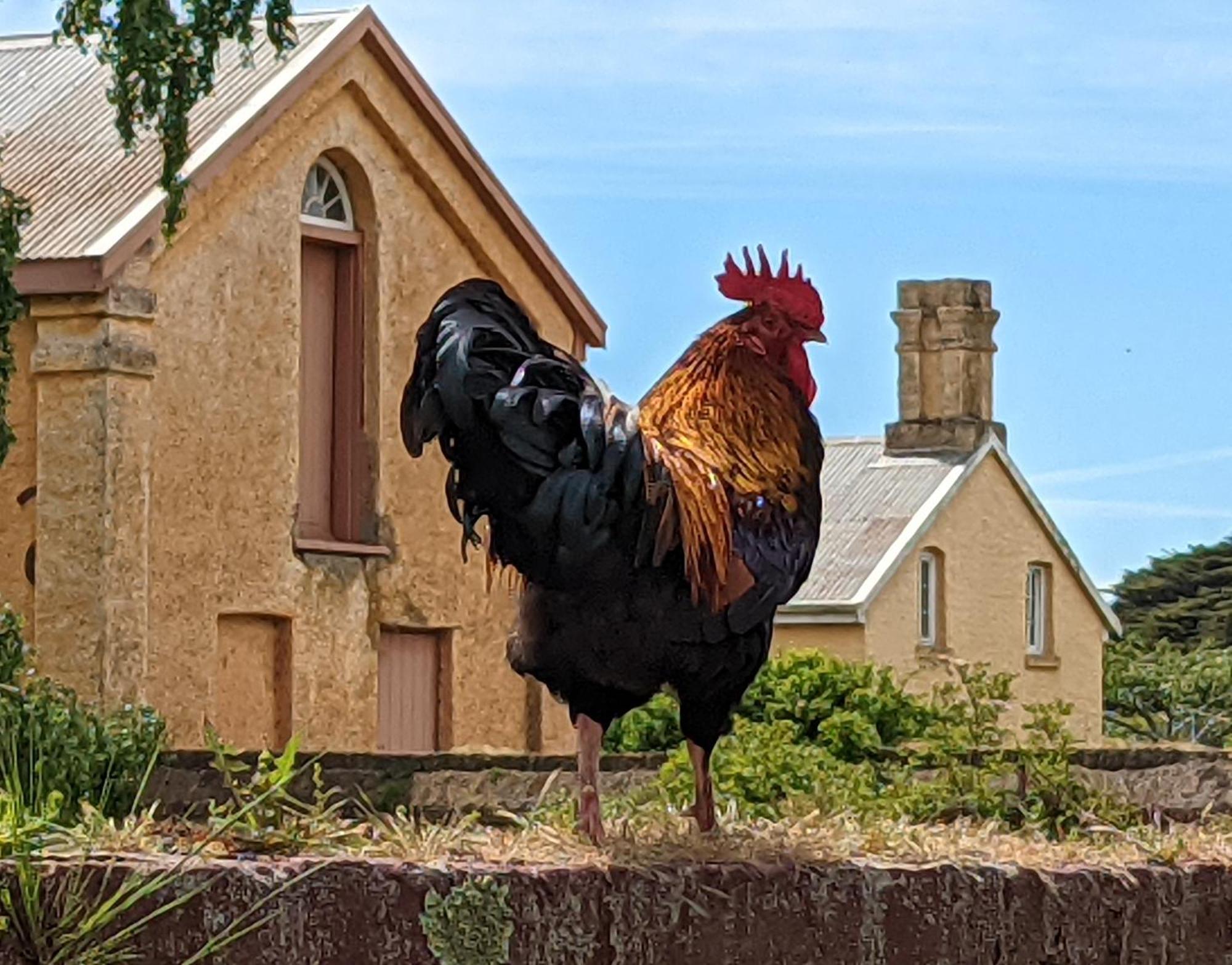 Woolmers Estate Longford Экстерьер фото
